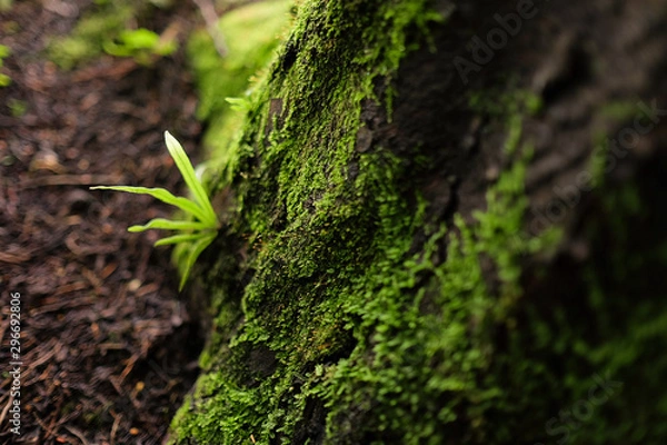 Obraz Moss in a tropical forest