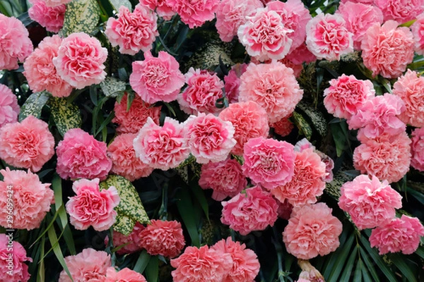 Obraz Pink carnation blossoming in sunlight
