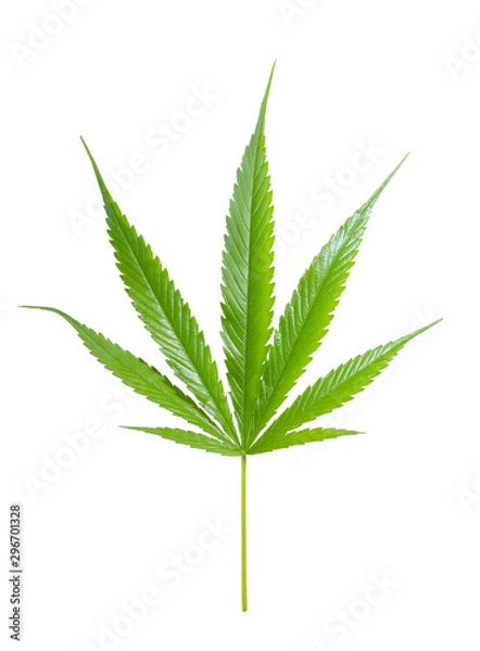 Obraz marijuana leaf