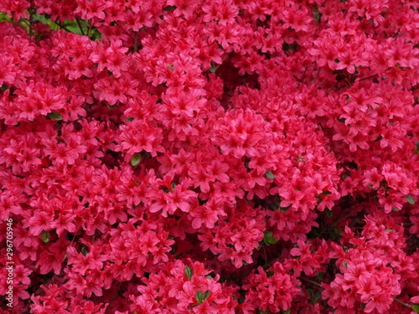 Fototapeta Rosa blühende Azalee