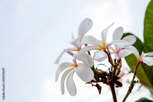 Fototapeta beautiful white flower in garden