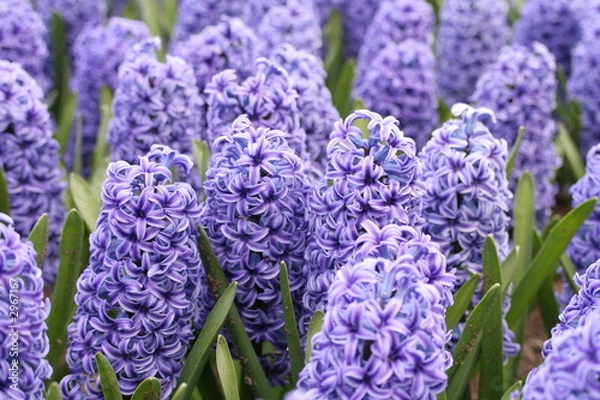 Fototapeta Hyazinthe