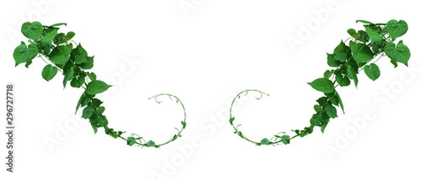 Fototapeta Vine with green leaves, heart shaped, twisted separately on a white background