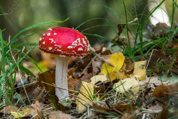 Fototapeta kleiner Fliegenpilz