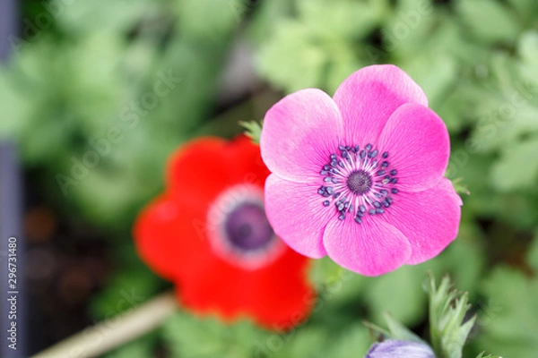 Obraz アネモネの花