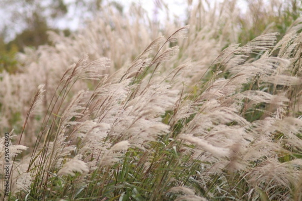 Fototapeta すすき