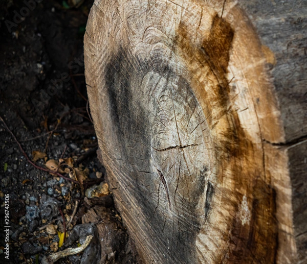 Fototapeta Sawn old tree. An old tree cut with cracks in the center, lying on small pebbles.