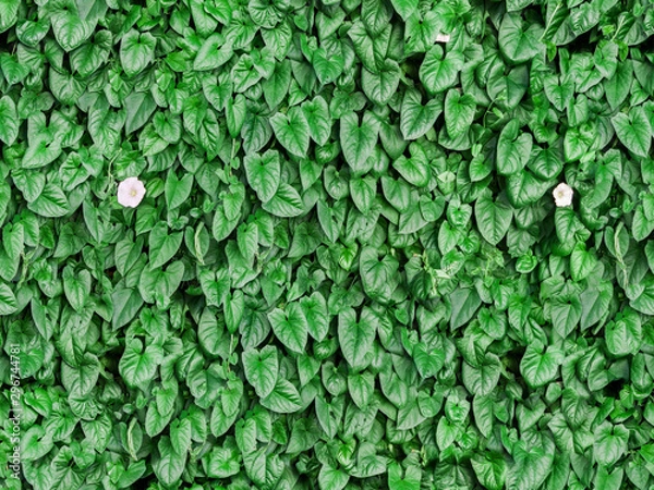 Obraz seamless green leaf wall background with flowers
