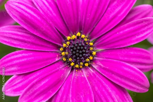 Fototapeta デイジーの花