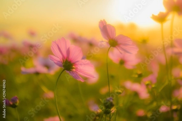 Obraz 晴れと夕焼けの秋桜畑（コスモス）