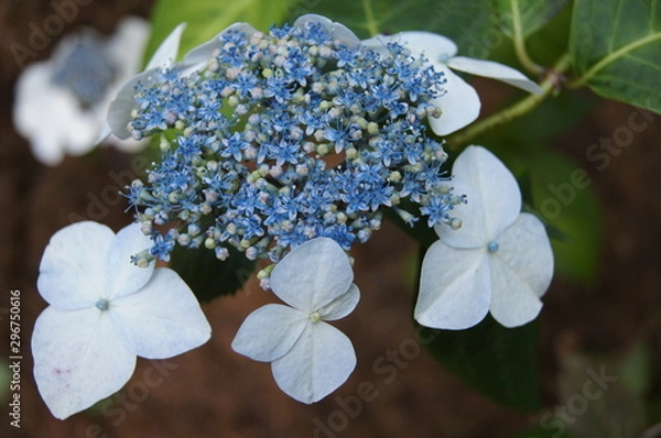 Fototapeta Hydrangea hortensia