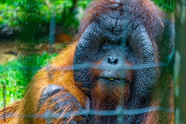 Fototapeta Orangutan