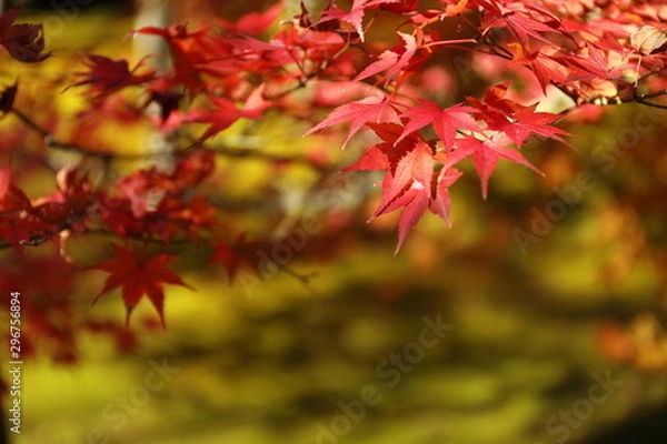 Fototapeta 紅葉の風景