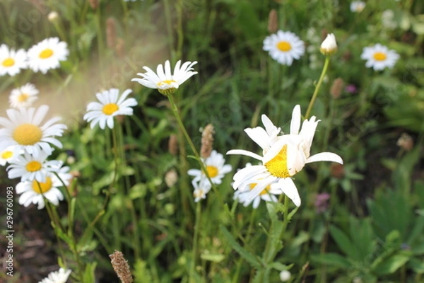 Fototapeta ромашка