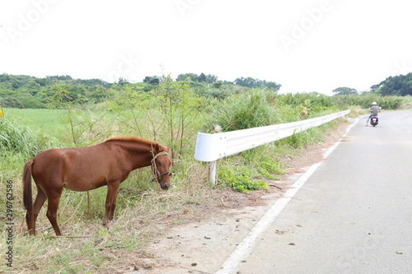 Obraz 小浜島　沖縄県