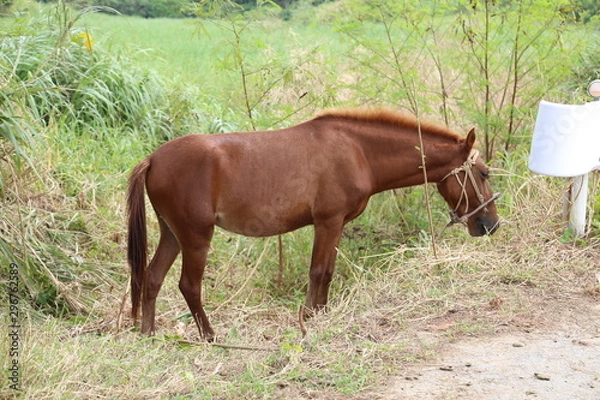 Obraz 馬　小浜島