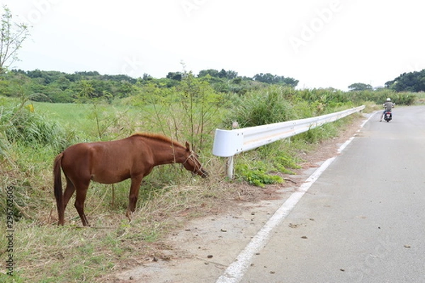 Fototapeta 小浜島