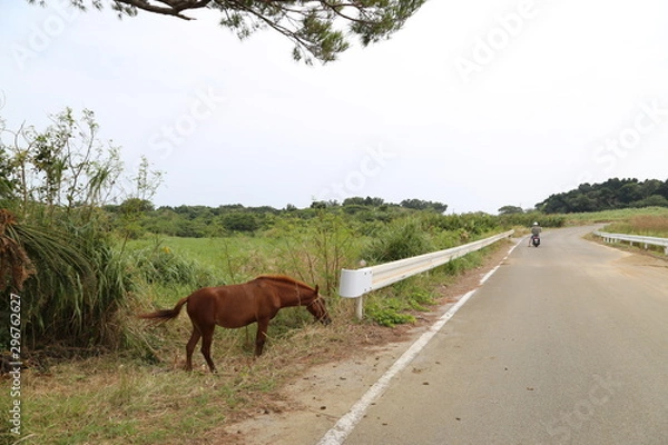 Obraz 小浜島　馬