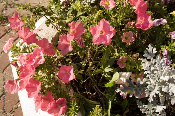 Obraz Pink Petunias