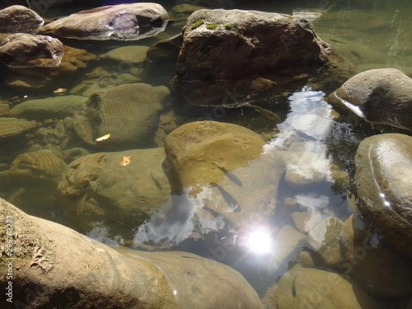 Obraz モダマ池　西表島