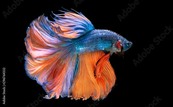 Fototapeta Beautiful colors"Halfmoon Betta" capture the moving moment beautiful of siam betta fish in thailand on black backgroun