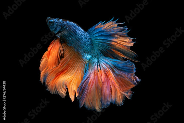 Fototapeta Piękne kolory "Halfmoon Betta" uchwycą wzruszający moment pięknej ryby siam betta w Tajlandii na czarnym tle