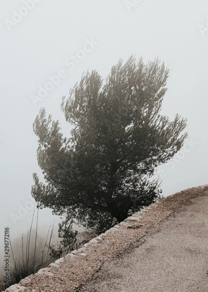 Obraz tree in fog beside pedestrian path