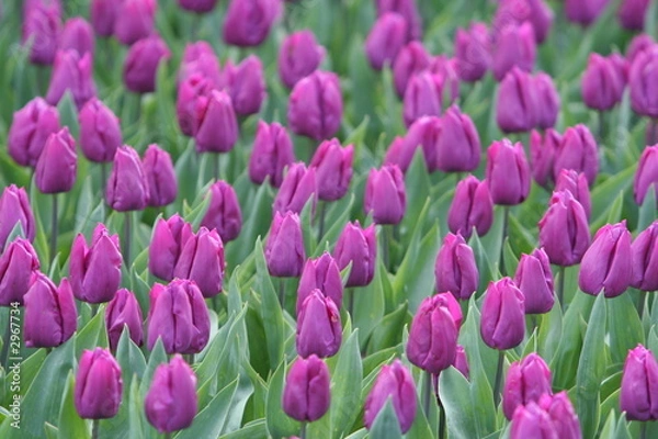 Fototapeta tulipan w tle