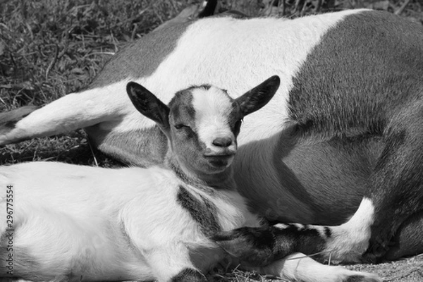 Obraz Ziegenbaby an Mutter