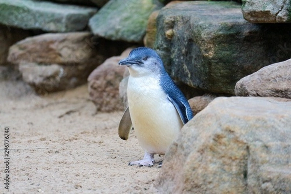 Fototapeta Little penguin in zoo 