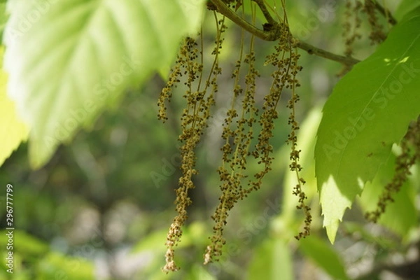 Fototapeta 小さい種がいっぱい付く山の植物