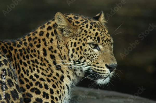 Obraz sri lanka leopard