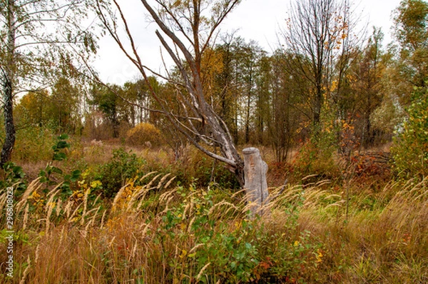Fototapeta  beautiful sunny autumn landscape with trees, bushes and grass