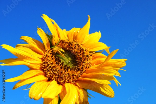 Fototapeta Sunflower