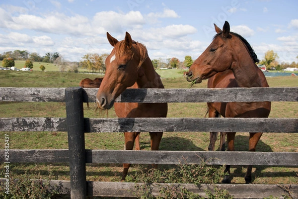 Obraz Two horses behind a fence on a farm.