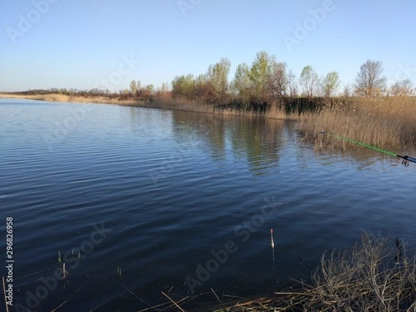 Fototapeta reflection of trees in water
