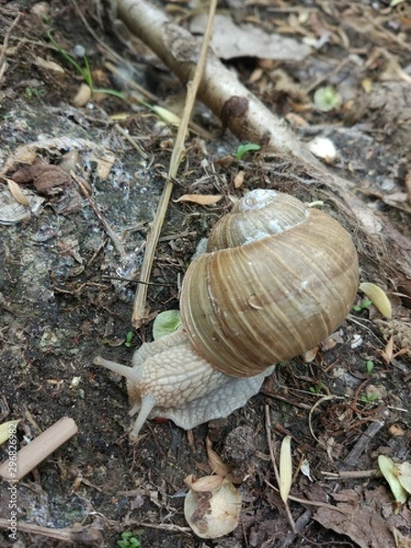 Fototapeta snail on a leaf