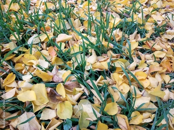 Obraz autumn leaves background