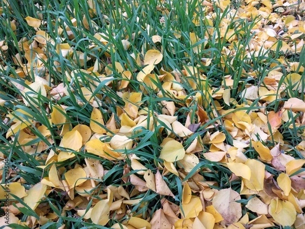 Fototapeta background of leaves