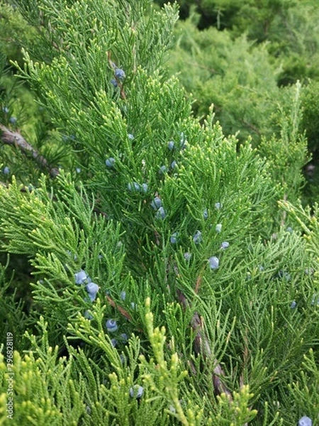 Fototapeta green grass in the garden
