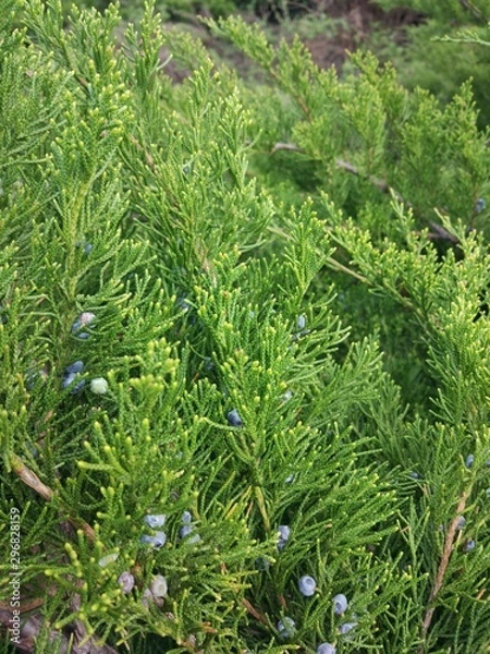 Fototapeta background of grass