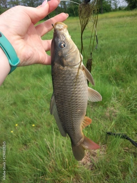 Fototapeta fresh fish in hand