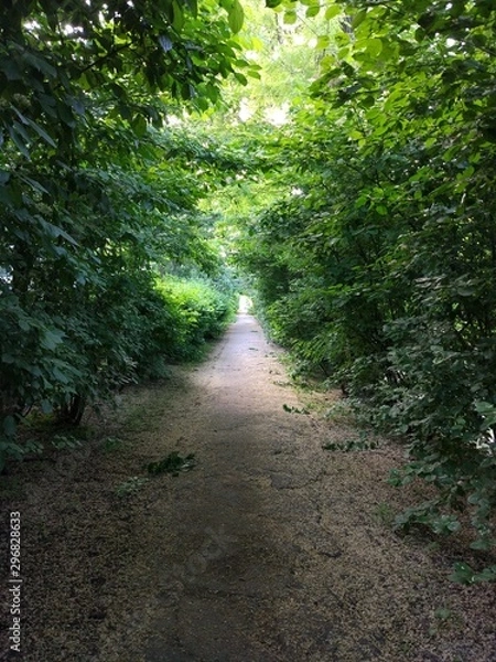 Obraz path in the forest