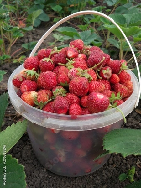 Fototapeta strawberries in a basket