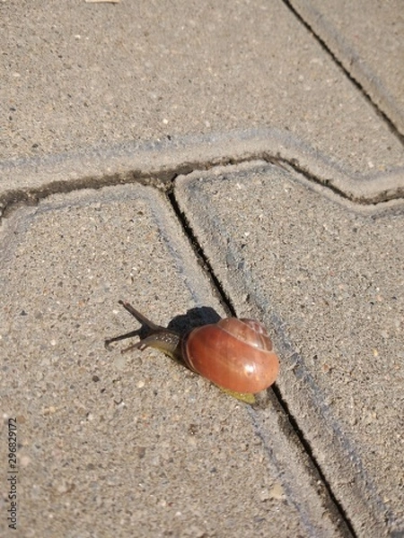 Obraz snail on leaf