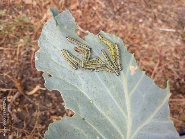 Obraz caterpillar eats a leaf