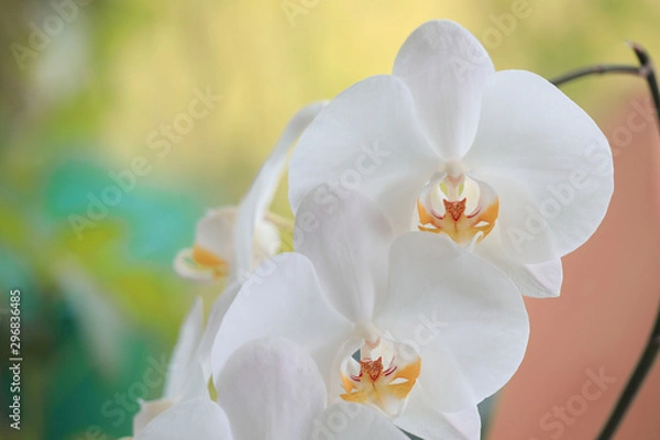 Fototapeta Types of Orchids