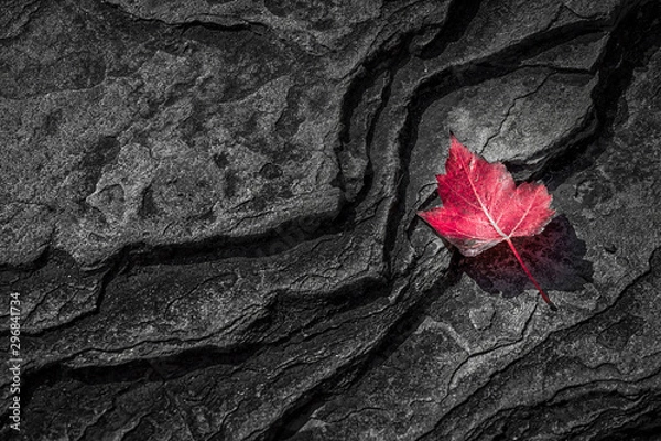 Obraz Red maple leaf on Canadian shield