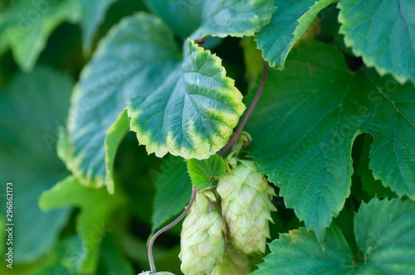 Fototapeta Green hop cones on the vine humulus. Close-up of dry green ripe hop cones. Hops cones or strobiles of the hop plant Humulus lupulus. Used as ingredient in beer