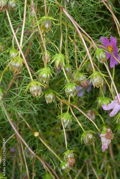 Fototapeta コスモス滴る